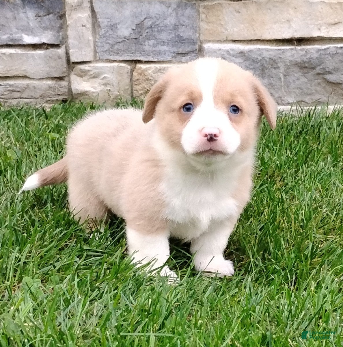 Welsh Corgi Pembroke dogs Welsh Corgi Pembroke 3 - Ad 2