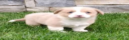 Welsh Corgi Pembroke dogs for sale: Welsh Corgi Pembroke 3 - Ad 2