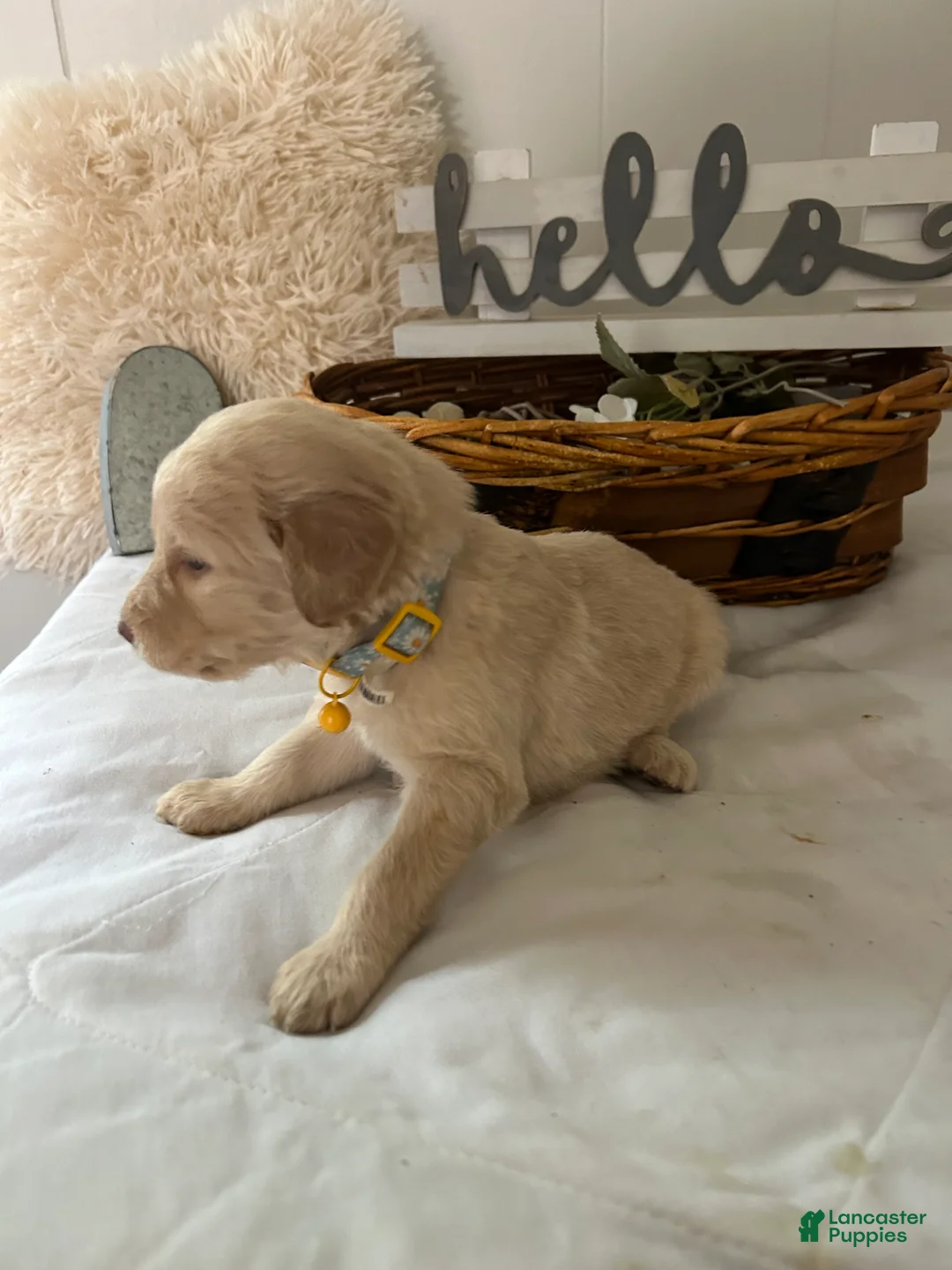 Goldendoodle dogs for sale: Goldendoodle Puppy 7 - Ad 2