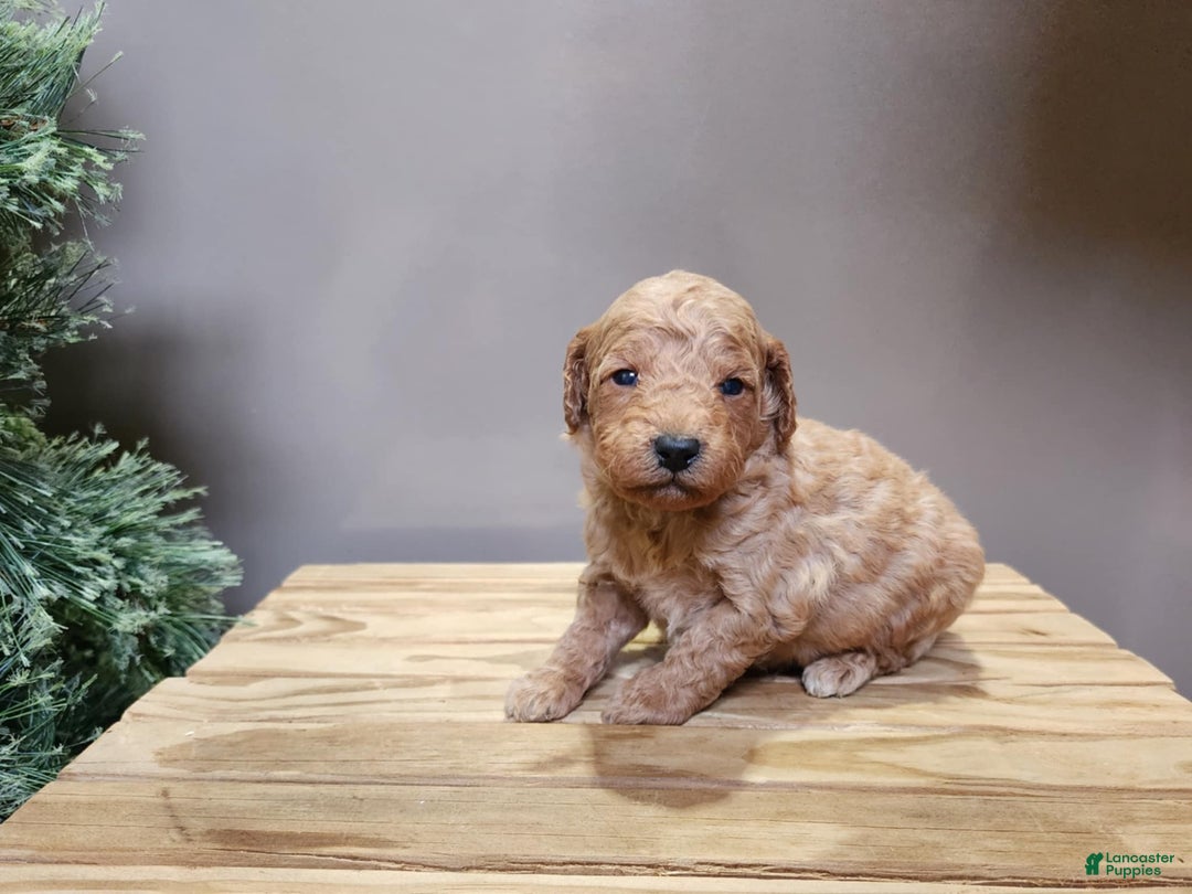 Mini Goldendoodle dogs for sale: Nash - Ad 11