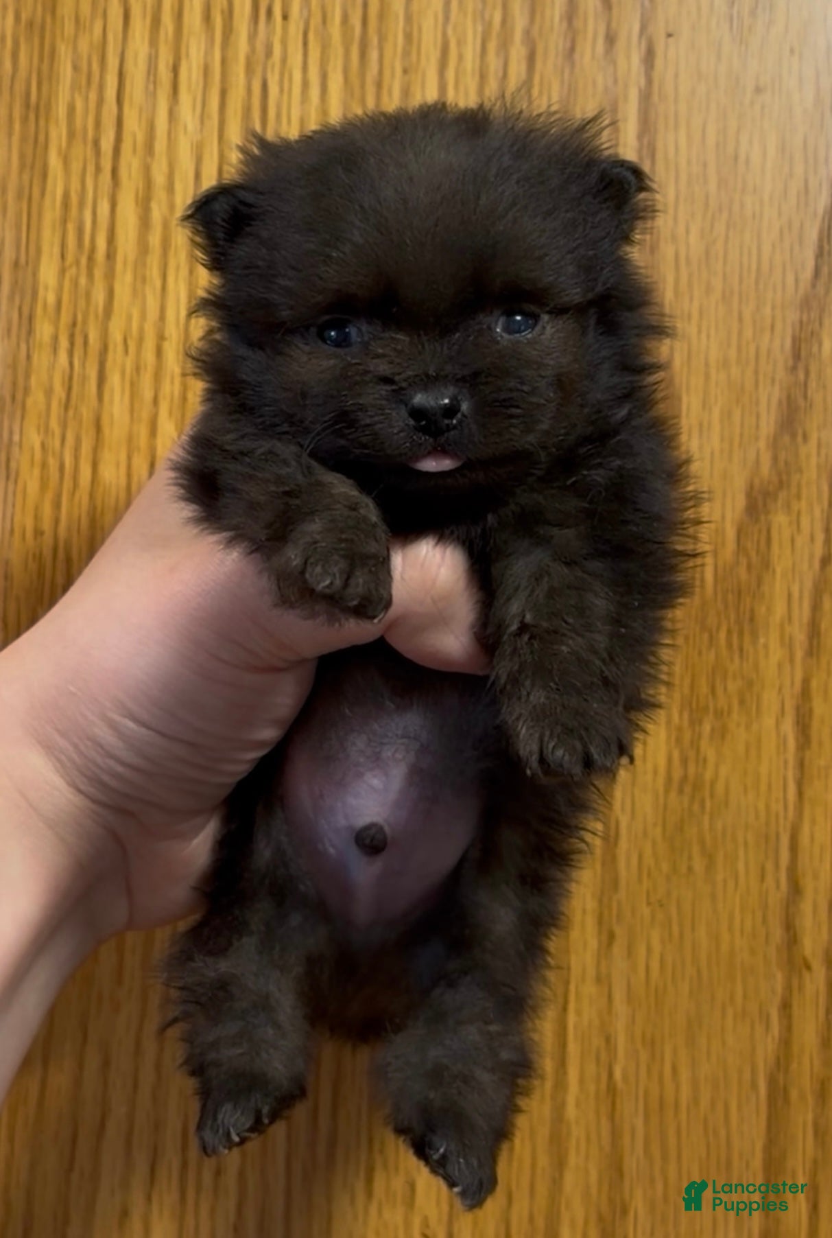 Pomeranian dogs Ant - Ad 39