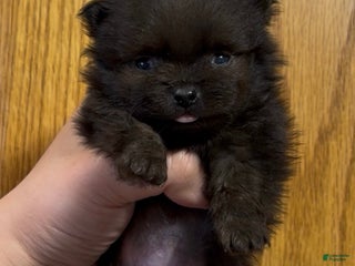 Pomeranian dogs Ant - Ad 4