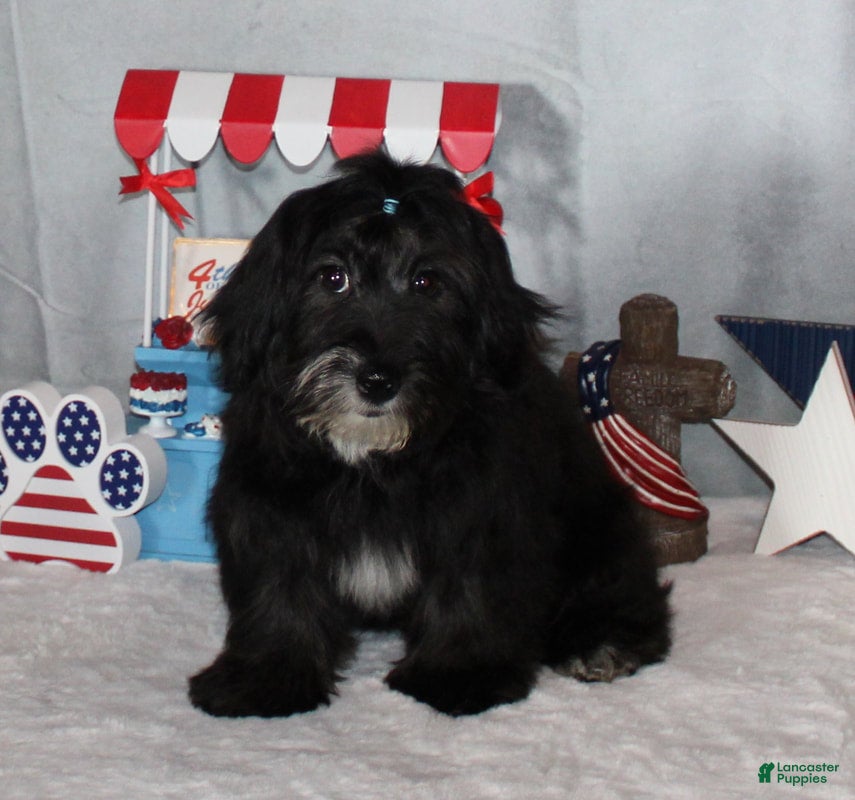 Havanese dogs Rhett - Ad 8