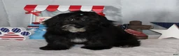 Havanese dogs for sale: Rhett - Ad 1