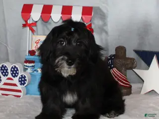 Havanese dogs Rhett - Ad 8