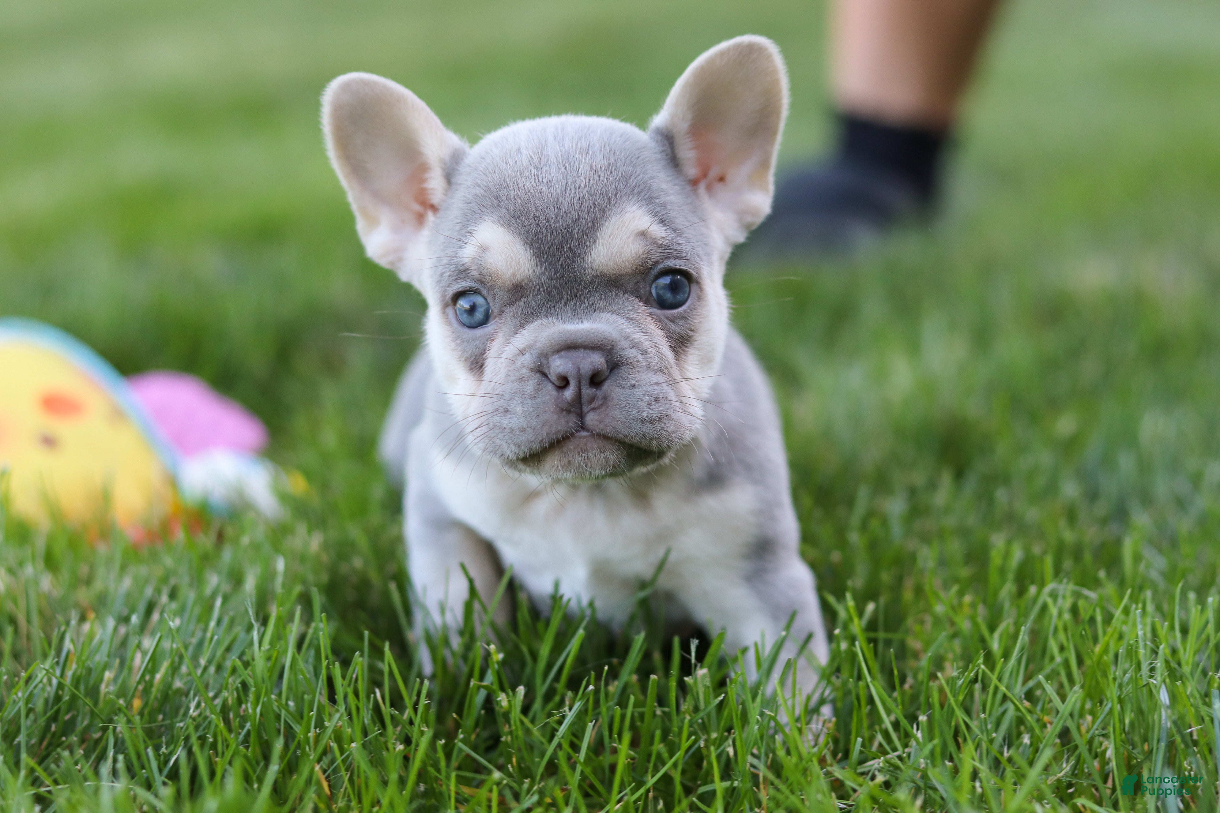 French Bulldog dogs for sale: Poppy - Ad 13