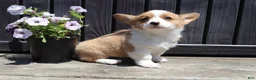 Welsh Corgi Pembroke dogs for sale: Timmy - Ad 3