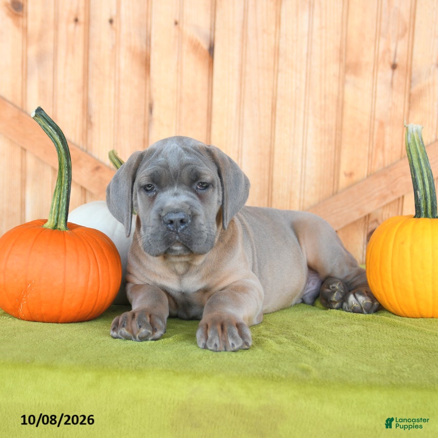 Cane Corso dogs Chief - Ad 2