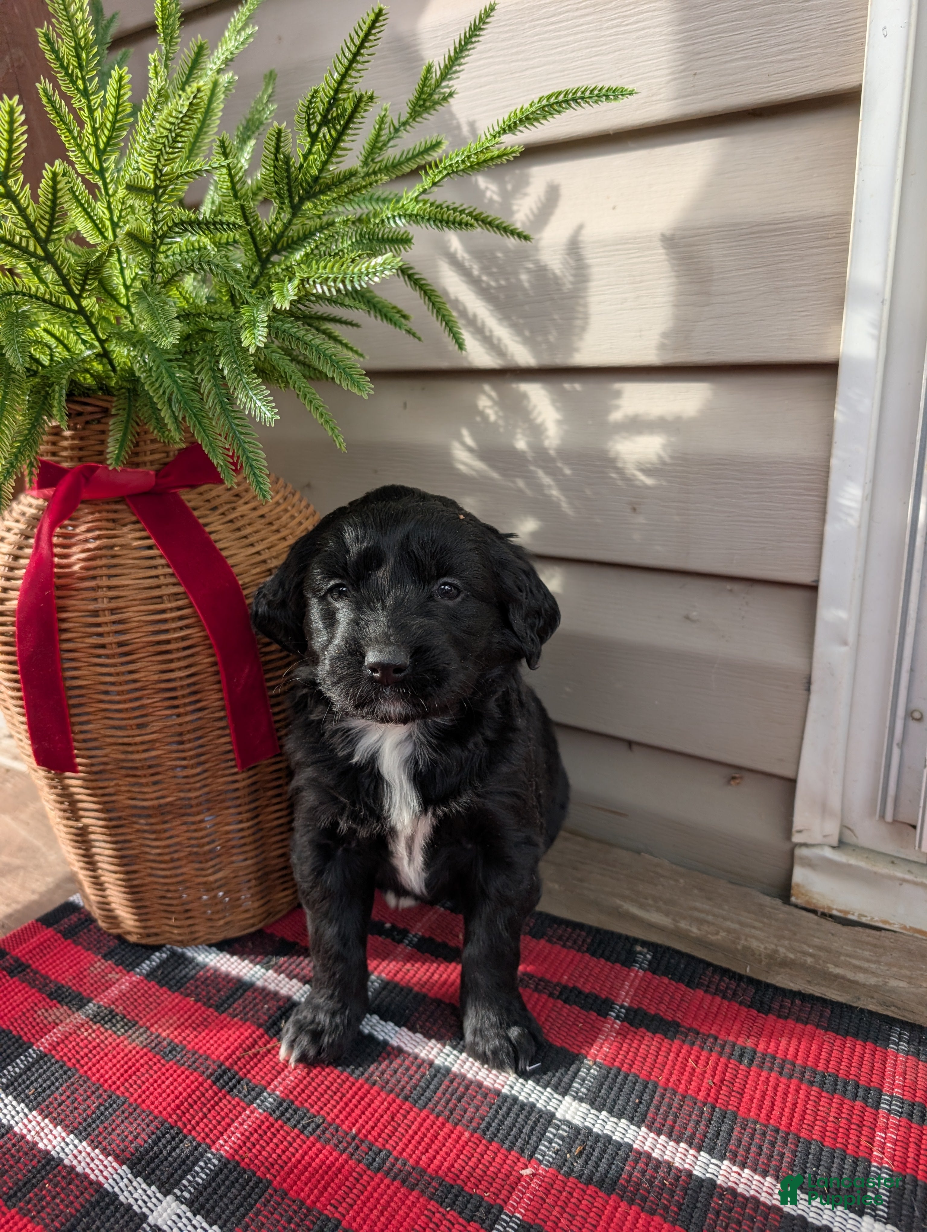 Mixed Breed dogs Chilly  - Ad 37