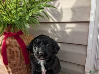 Mixed Breed dogs Chilly - Ad 17