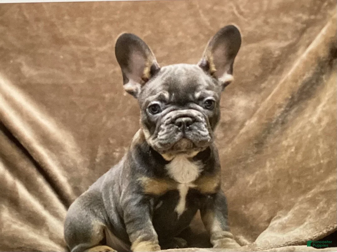 French Bulldog dogs for sale: French Bulldog Puppy 2 - Ad 1