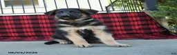 Mixed Breed dogs for sale: River  - Ad 8