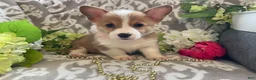 Welsh Corgi Pembroke dogs for sale: Mindy - Ad 7