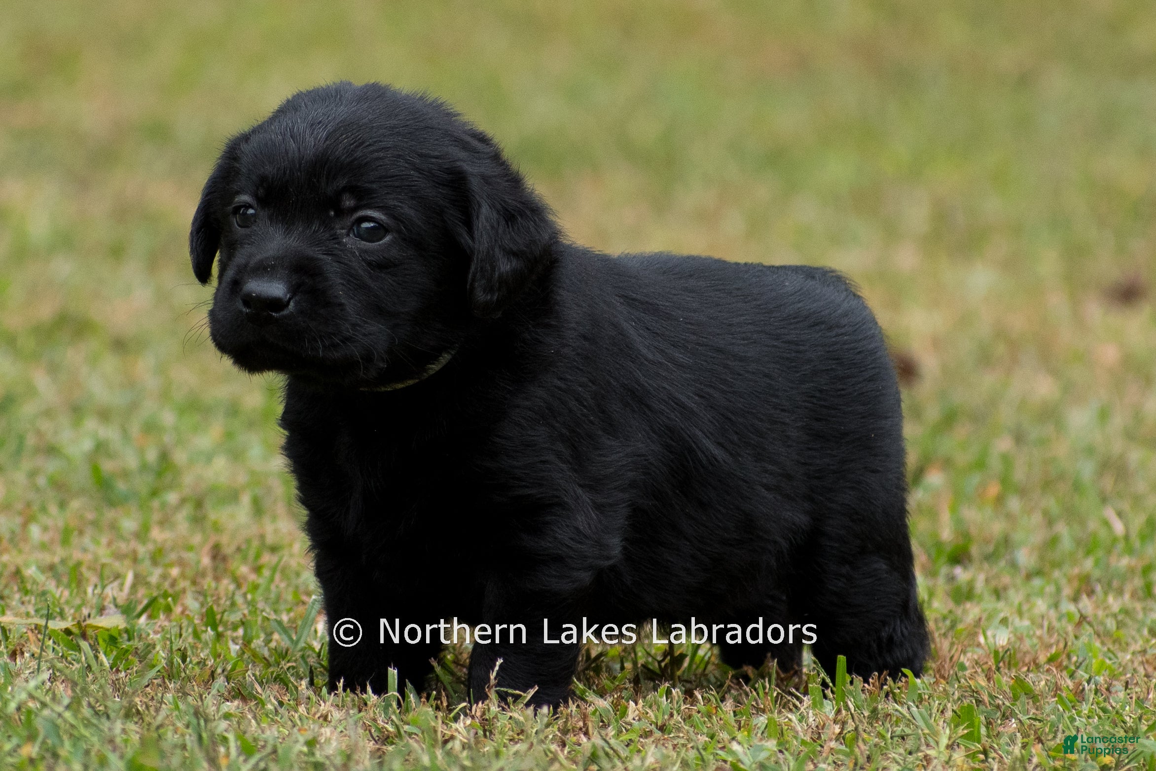 Nellie (Labrador, Female) in Bowersville, GA