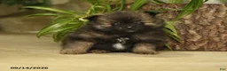 Pomeranian dogs for sale: Elvis - Ad 3