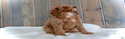 Mini Goldendoodle dogs for sale: Chloe - Ad 9