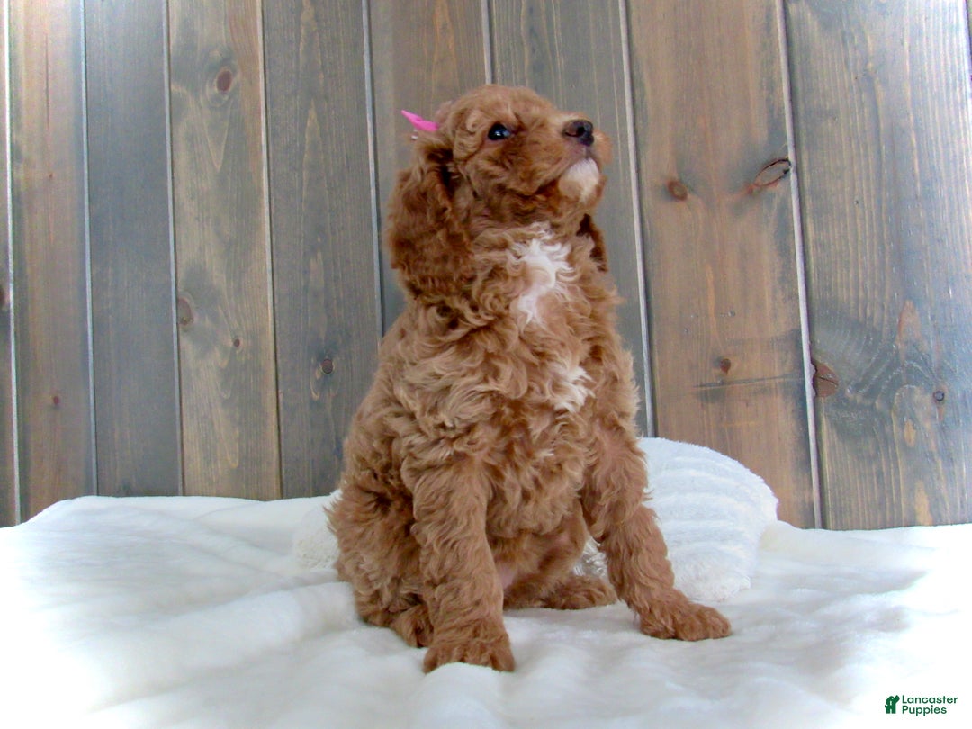 Mini Goldendoodle dogs for sale: Chloe - Ad 9