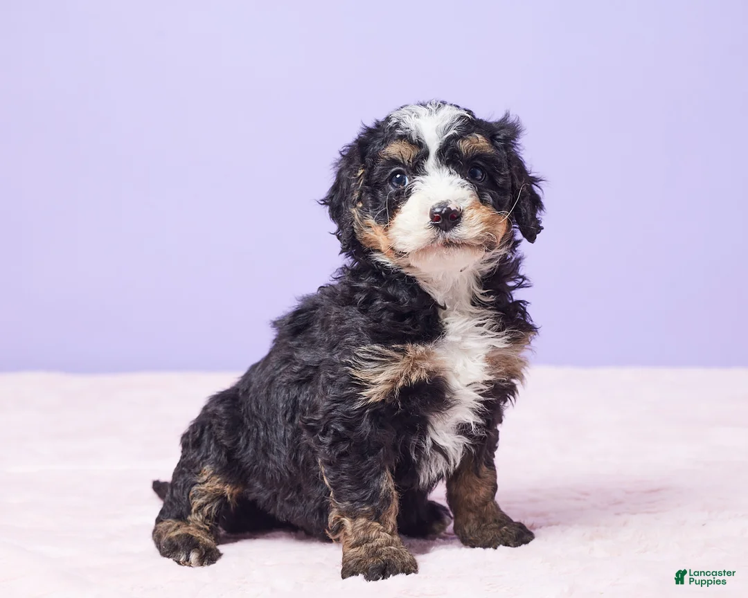 Mini Bernedoodle dogs for sale: Roscoe - Ad 5