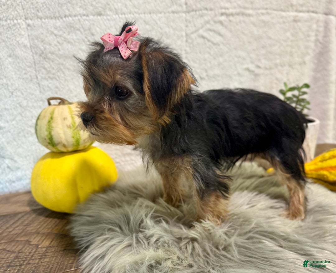 Yorkshire Terrier dogs for sale: Hallie - Ad 6