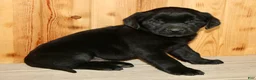 Labrador Retriever dogs for sale: Wilber  - Ad 4