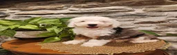 Mini Bernedoodle dogs for sale: ESME - FEMALE Mini Bernedoodle 4 - Ad 24