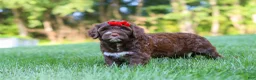 Portuguese Water Dog dogs for sale: Breeze - Ad 4