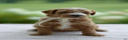 Mini Goldendoodle dogs for sale: November - Ad 5