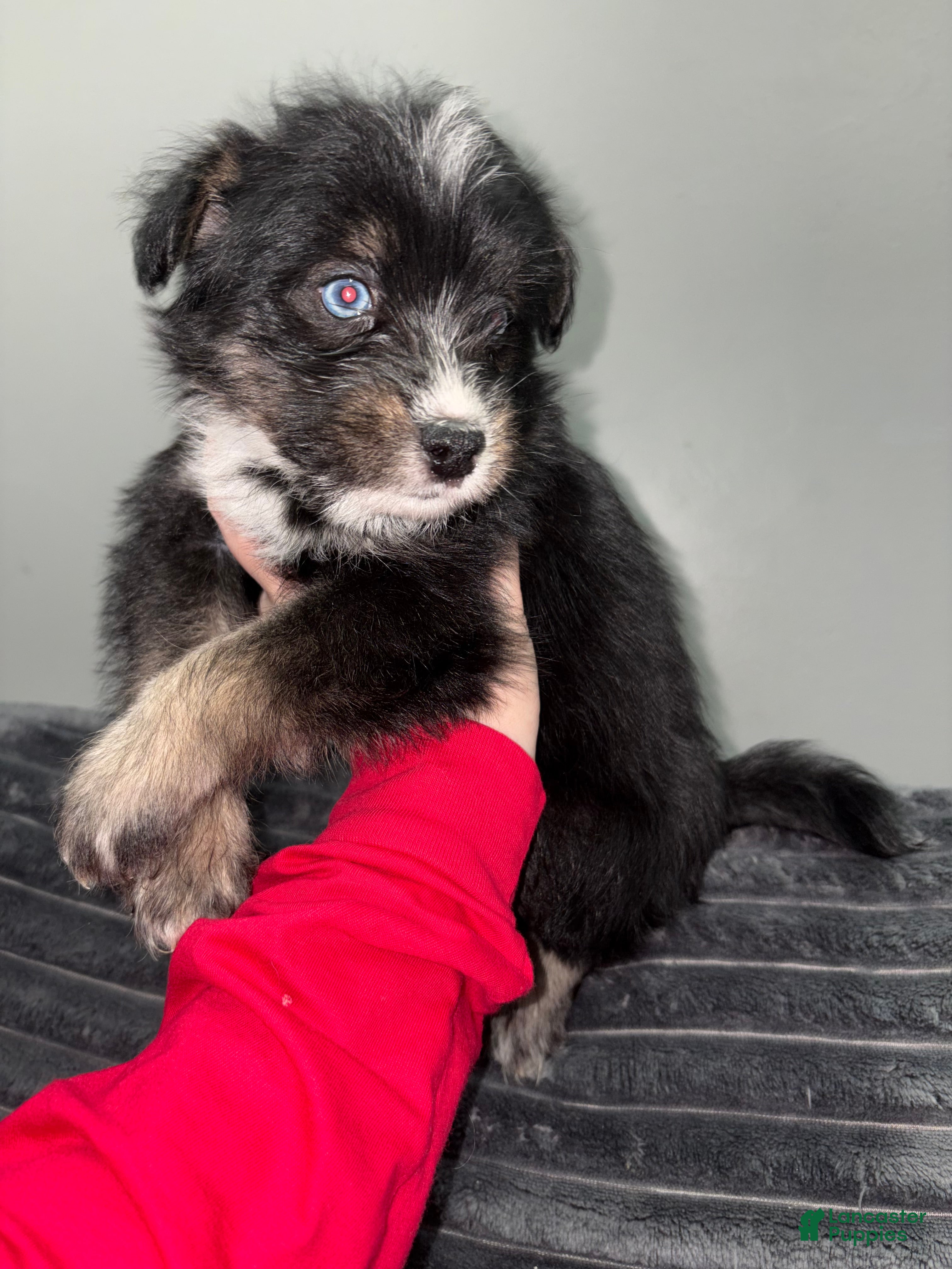 Huskipoo dogs Huskipoo Puppy 2 - Ad 1