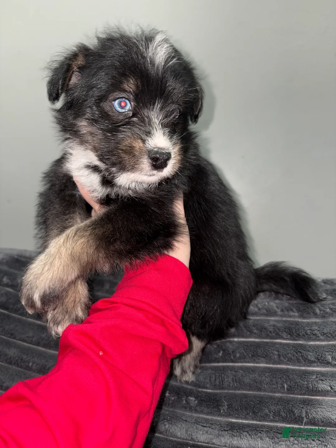 Huskipoo dogs for sale: Huskipoo Puppy 2 - Ad 1