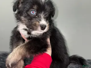 Huskipoo dogs Huskipoo Puppy 2 - Ad 1