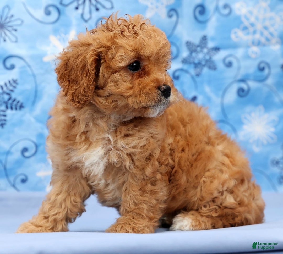 Cavapoo dogs for sale: Amelia - Ad 8