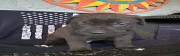 Cane Corso dogs for sale: Linguine - Ad 3