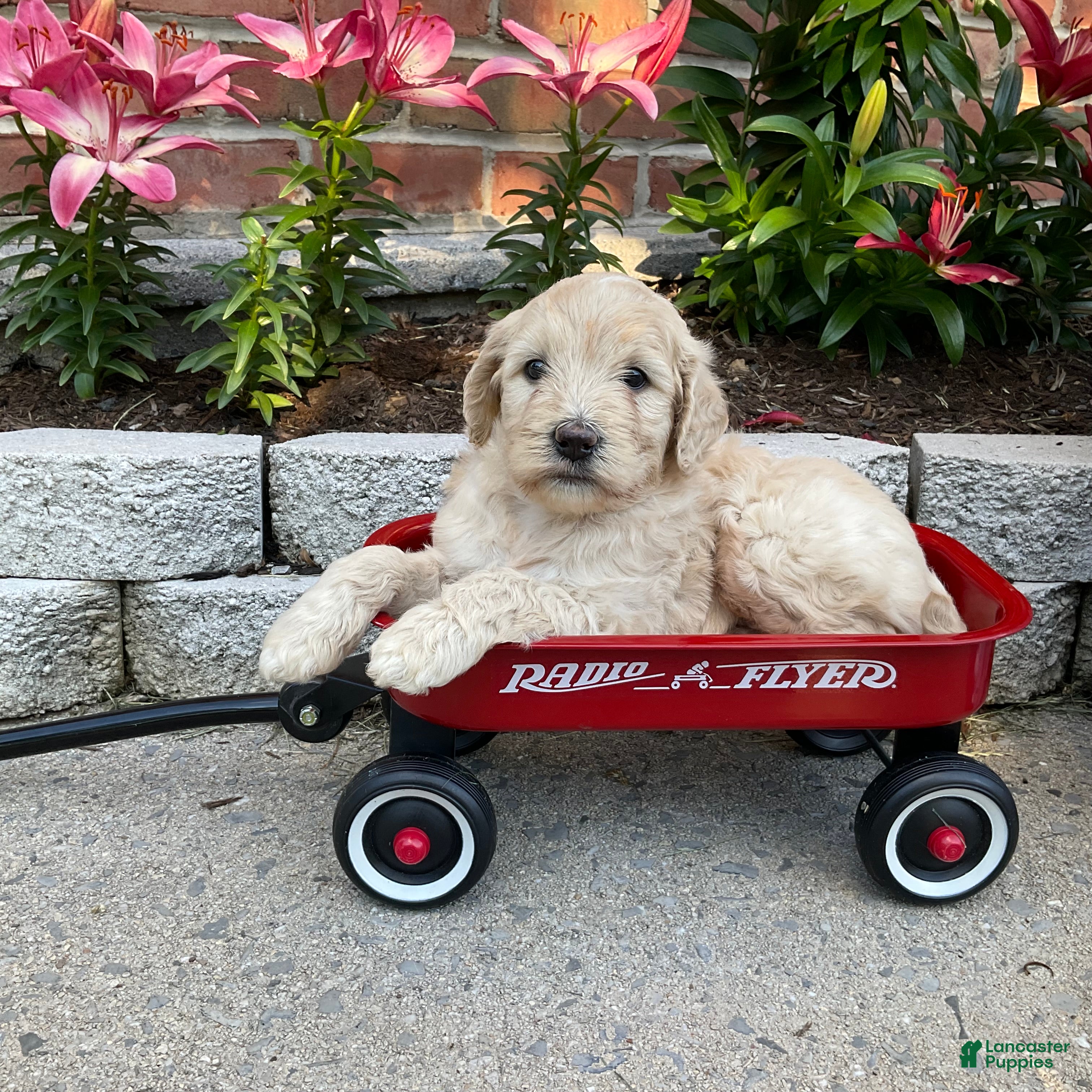 Goldendoodle dogs Macy - Ad 2