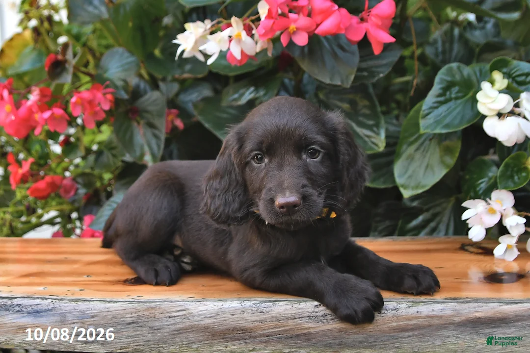 Cocker Spaniel dogs for sale: Ella - Ad 1