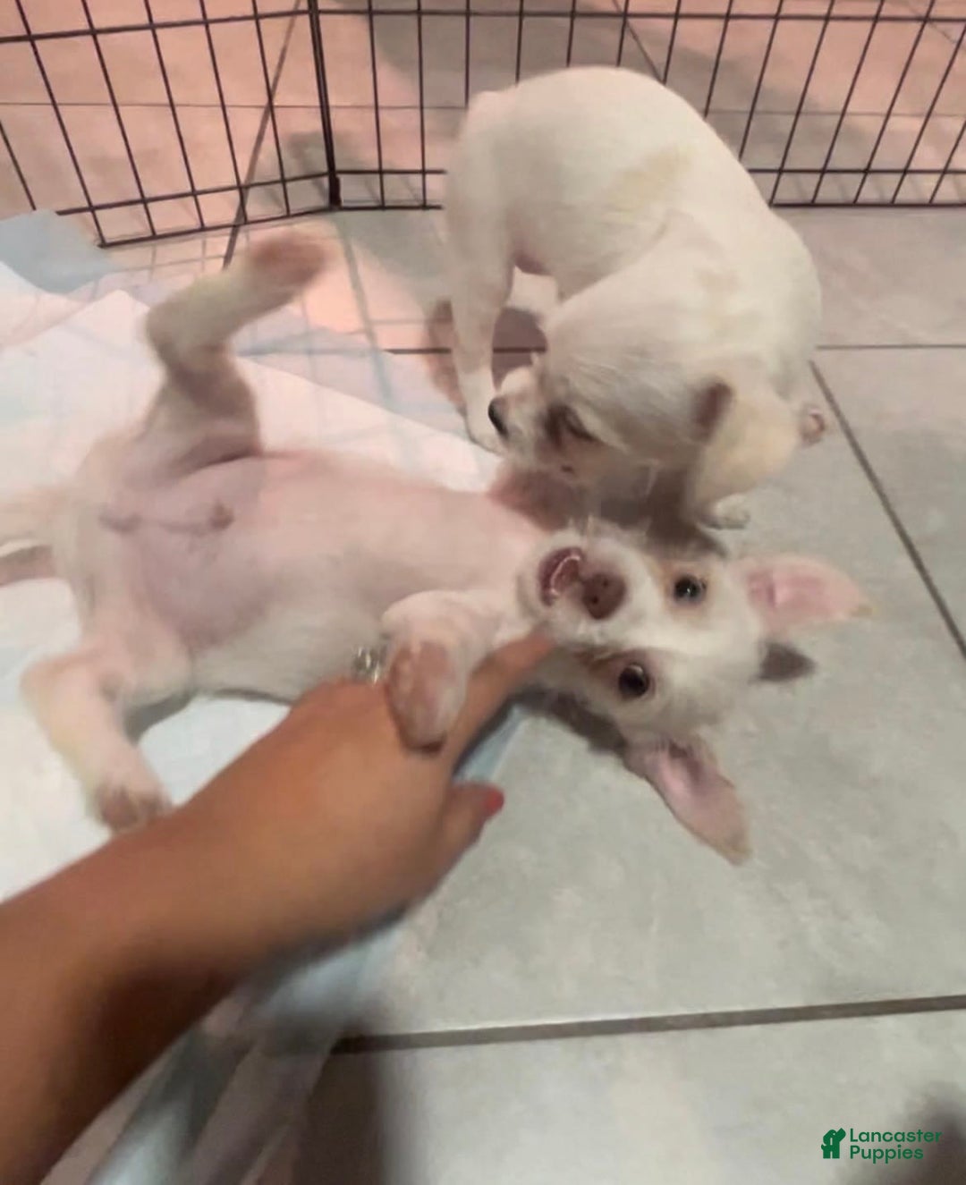 Gallery Image {{count}}