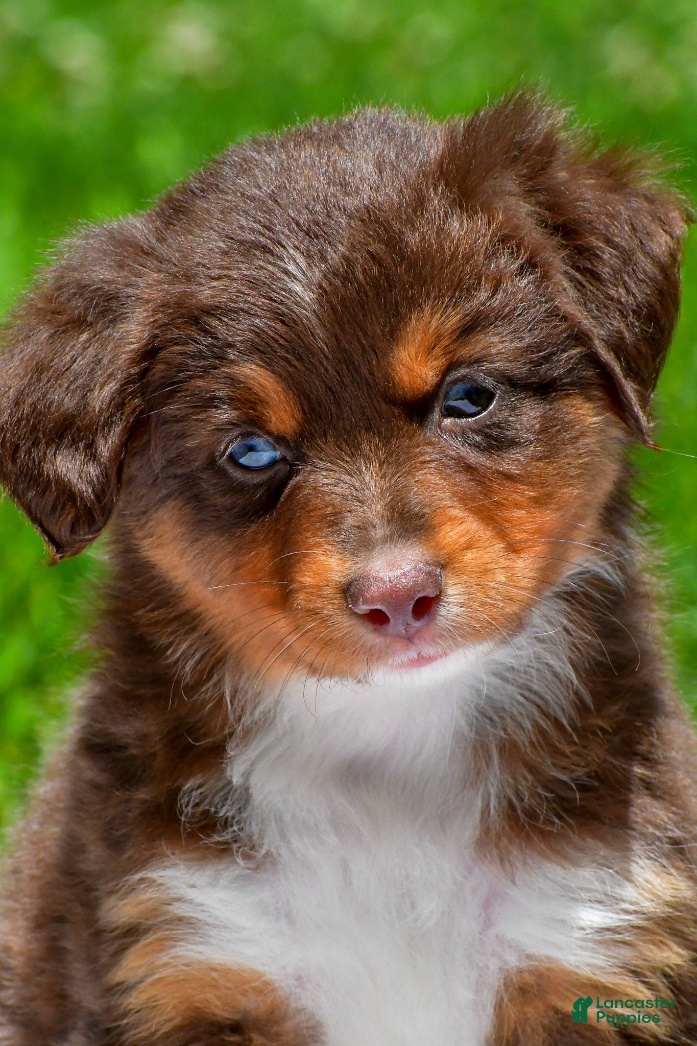 Miniature Australian Shepherd dogs Freddy - Ad 1
