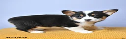 Welsh Corgi Pembroke dogs for sale: Bae - Ad 3