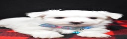 Maltese dogs for sale: Mahomes - Ad 4
