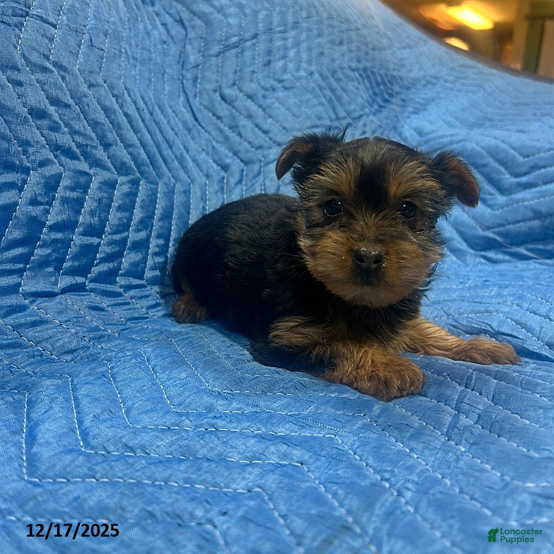 Yorkshire Terrier dogs for sale: Brittany - Ad 3