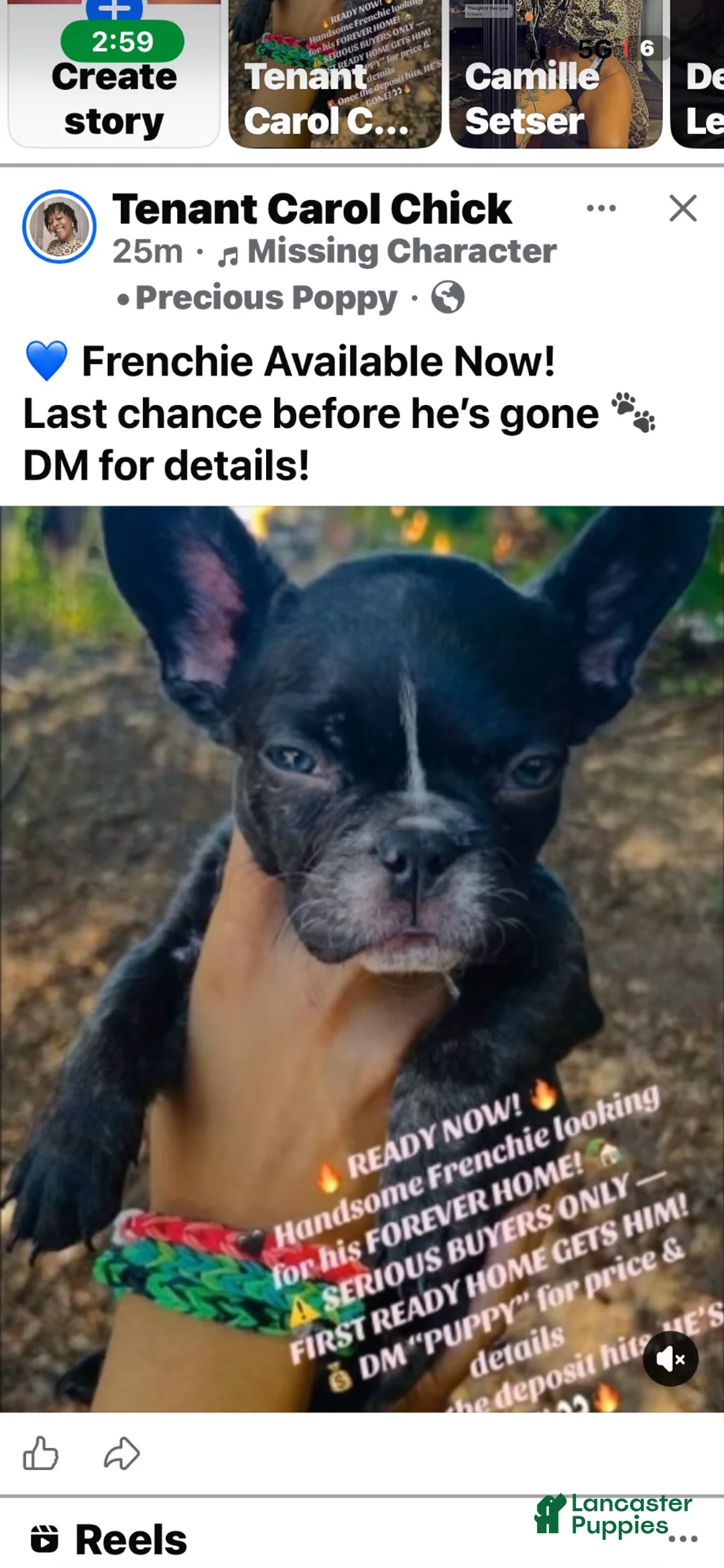 French Bulldog dogs for sale: French Bulldog Boy 🐾 - Ad 2