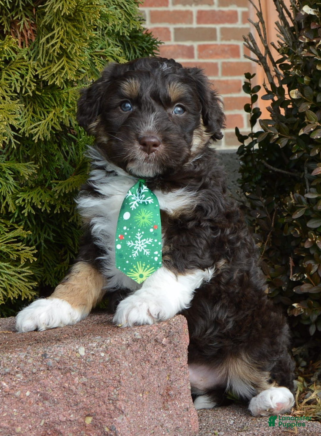Mini Aussiedoodle dogs for sale: Mini Archie - Ad 9