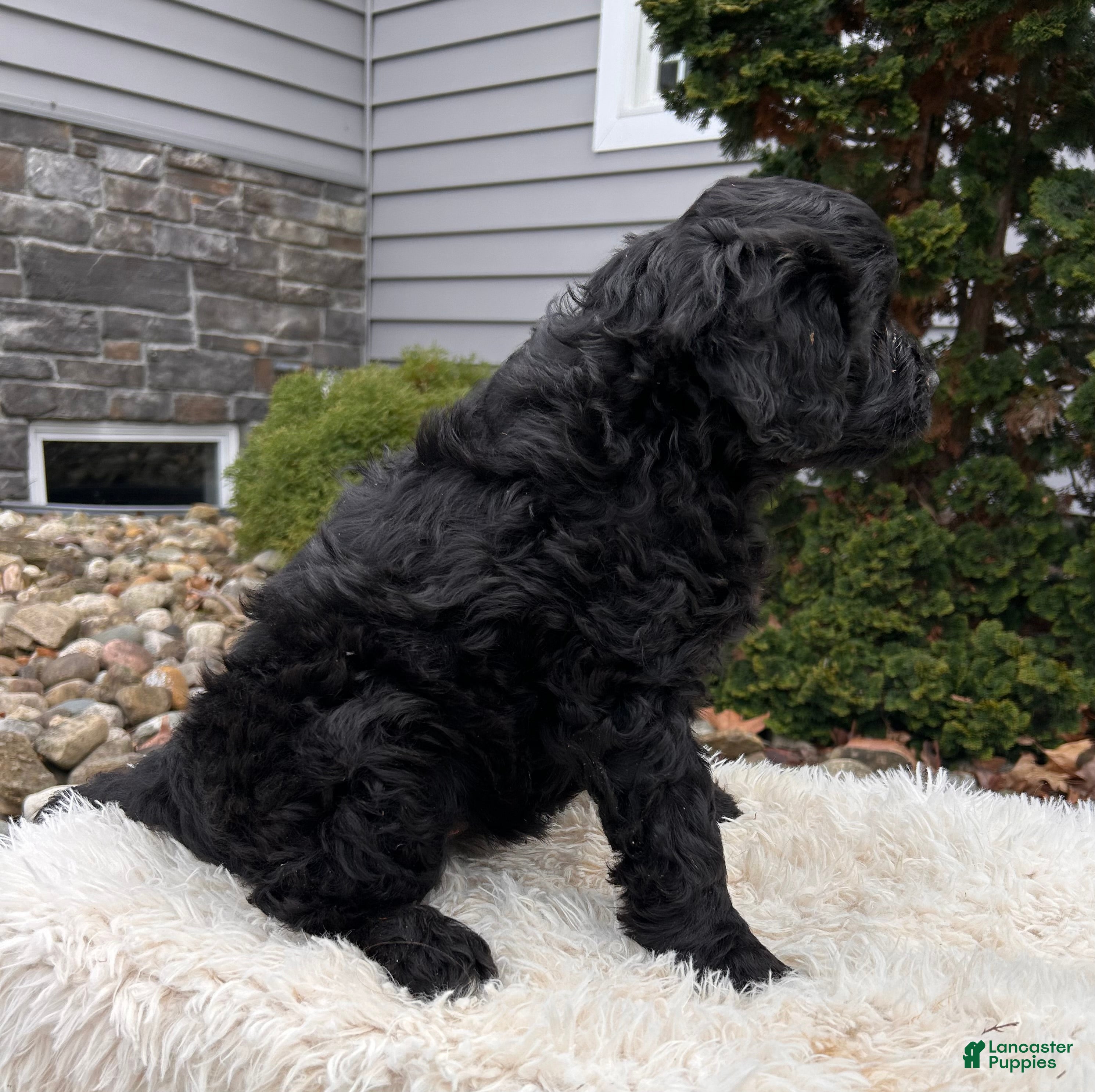 Portuguese Water Dog dogs Ivy - Ad 2