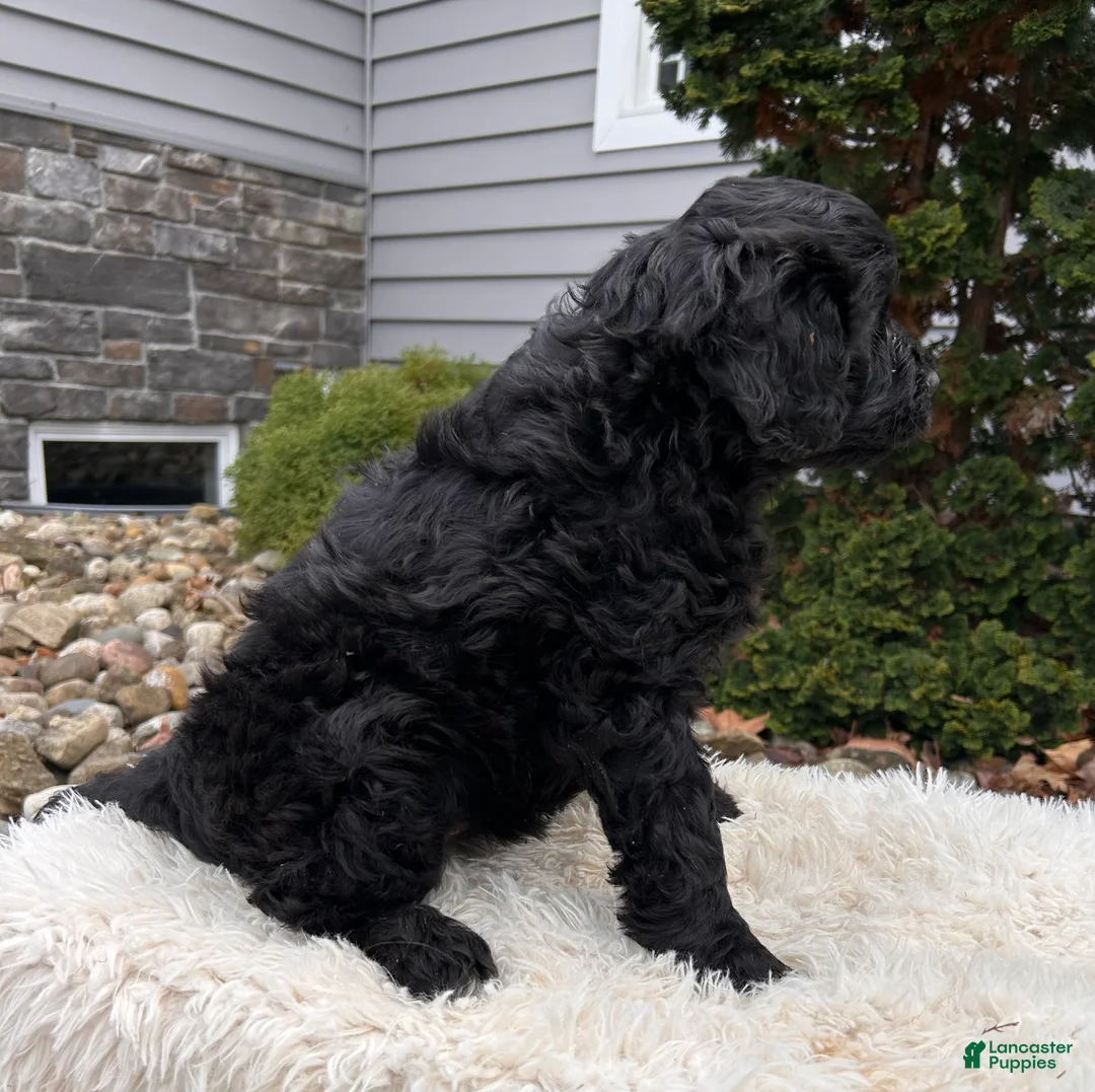 Portuguese Water Dog dogs for sale: Ivy - Ad 2
