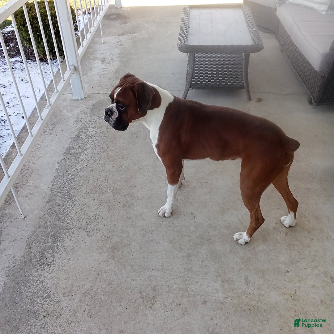 Boxer dogs for sale: Rocket - Ad 8