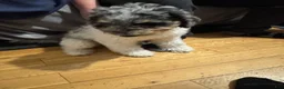 Bernedoodle dogs for sale: Princess - Ad 9