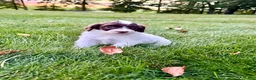 Portuguese Water Dog dogs for sale: Clover - Ad 4
