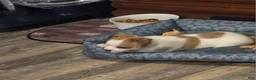Chihuahua dogs for sale: Chihuahua 3 (Tucker) - Ad 2