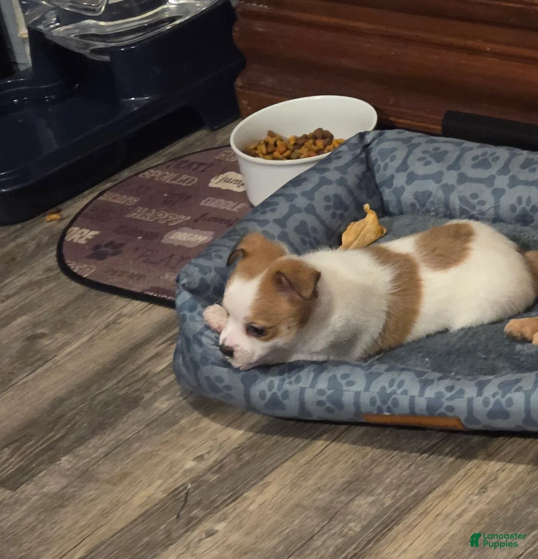 Chihuahua dogs for sale: Chihuahua 3 (Tucker) - Ad 2