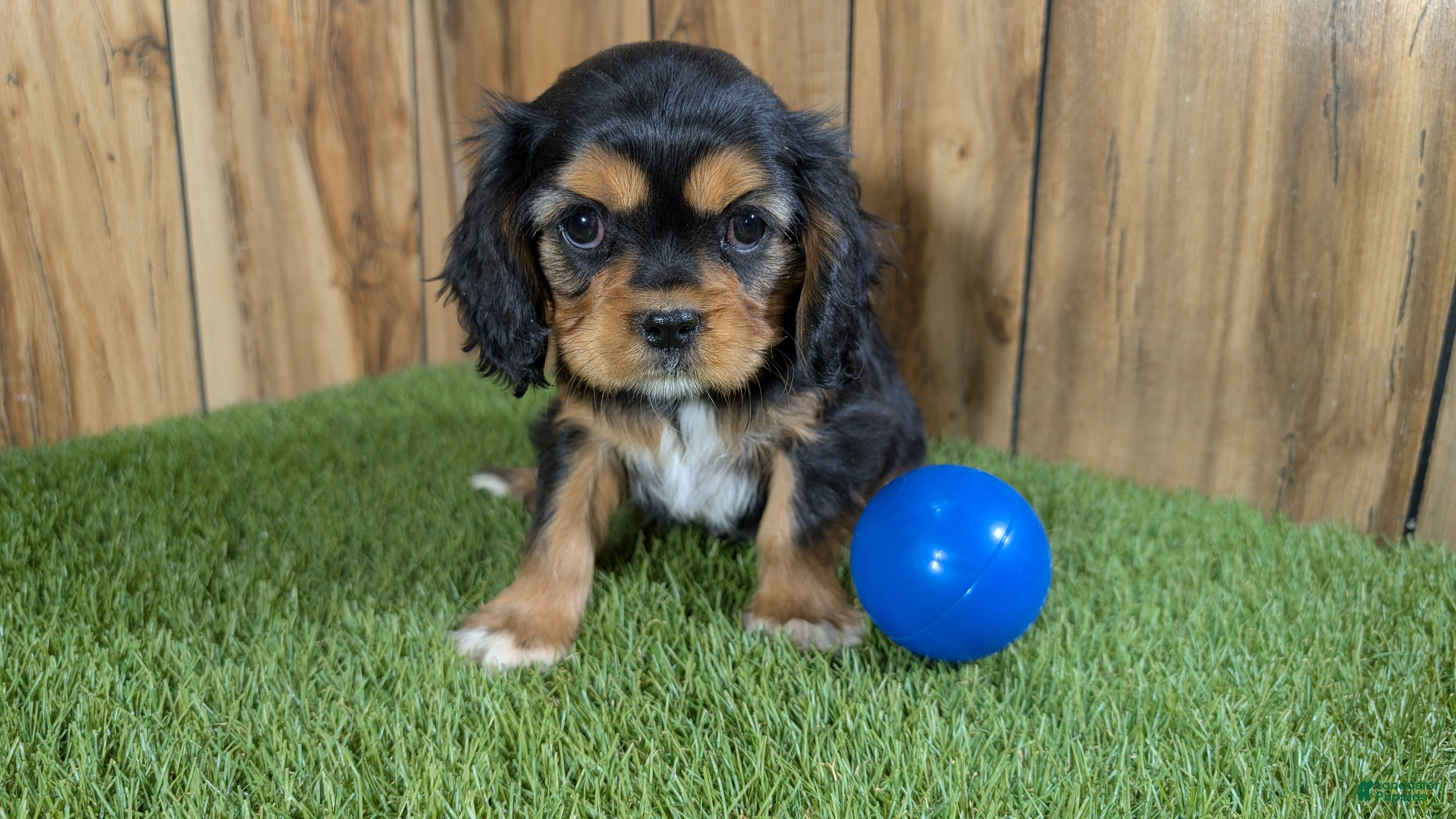 Cavalier King Charles Spaniel dogs Cavalier King Charles Spaniel Puppy 1 - Ad 26