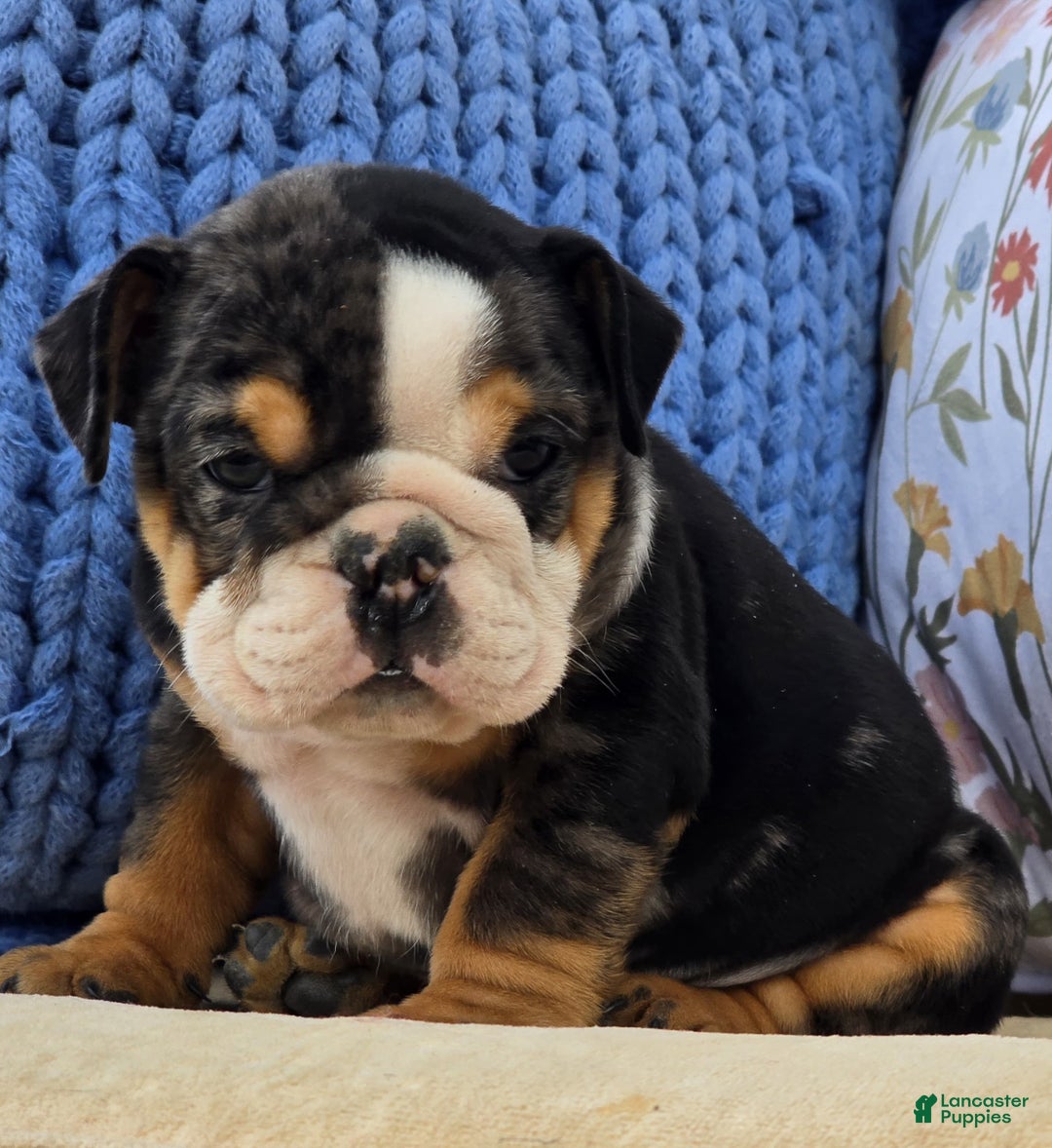 English Bulldog dogs for sale: Bubs - Ad 3